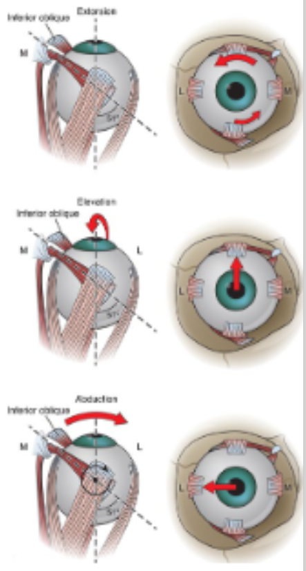 <p>What are the movements from primary position of the inferior oblique?</p>