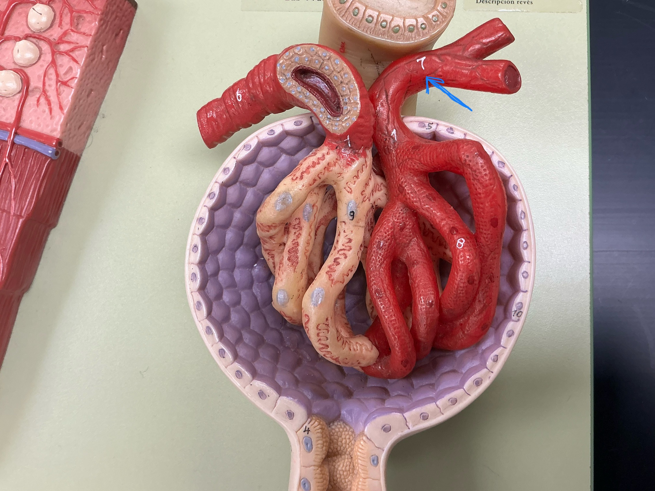 <p>Name the structure</p>