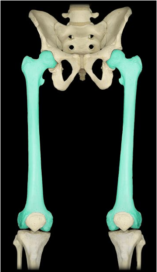 <p>largest/heaviest bone; upper leg bone</p>
