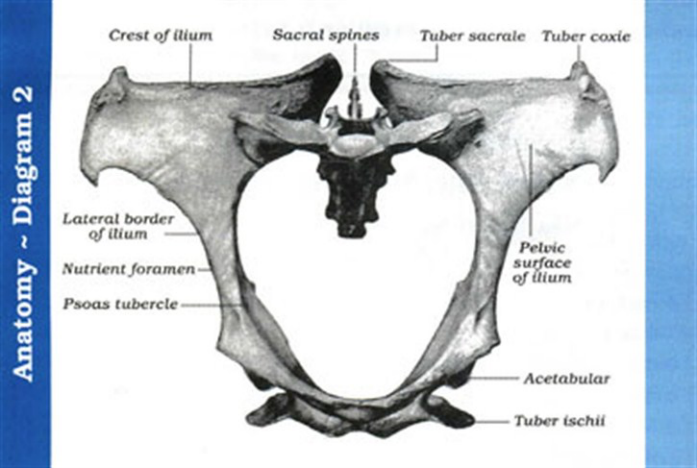 <p>Horse Pelvis</p>