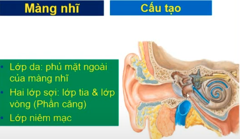<p>ĐM nào cấp huyết cho màng nhĩ ?</p>