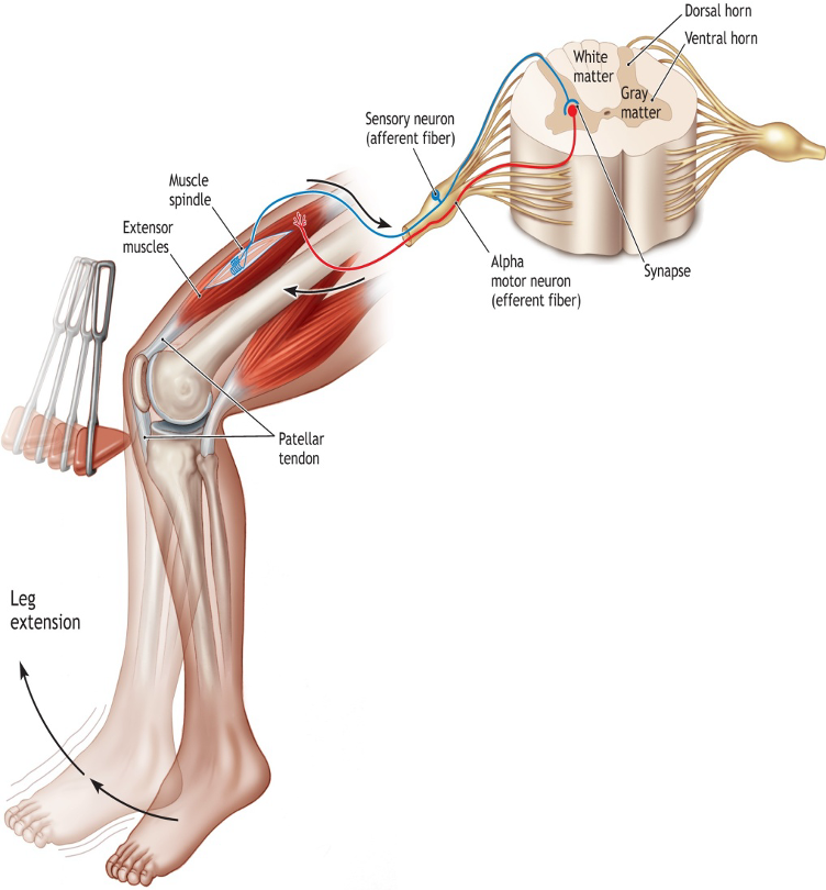 <p>Which proprioceptor is activated in this? </p>