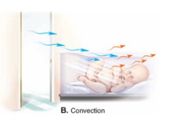 <ul><li><p>heat transfer to surrounding air or water</p></li><li><p>warm air expands and rises (away from skin) and denser cool air falls (replacing warm air)</p></li><li><p>Conduction and Convection account for 15– 20% of body’s heat loss</p></li><li><p>Ex: cooling down from a fan</p></li></ul><p></p>