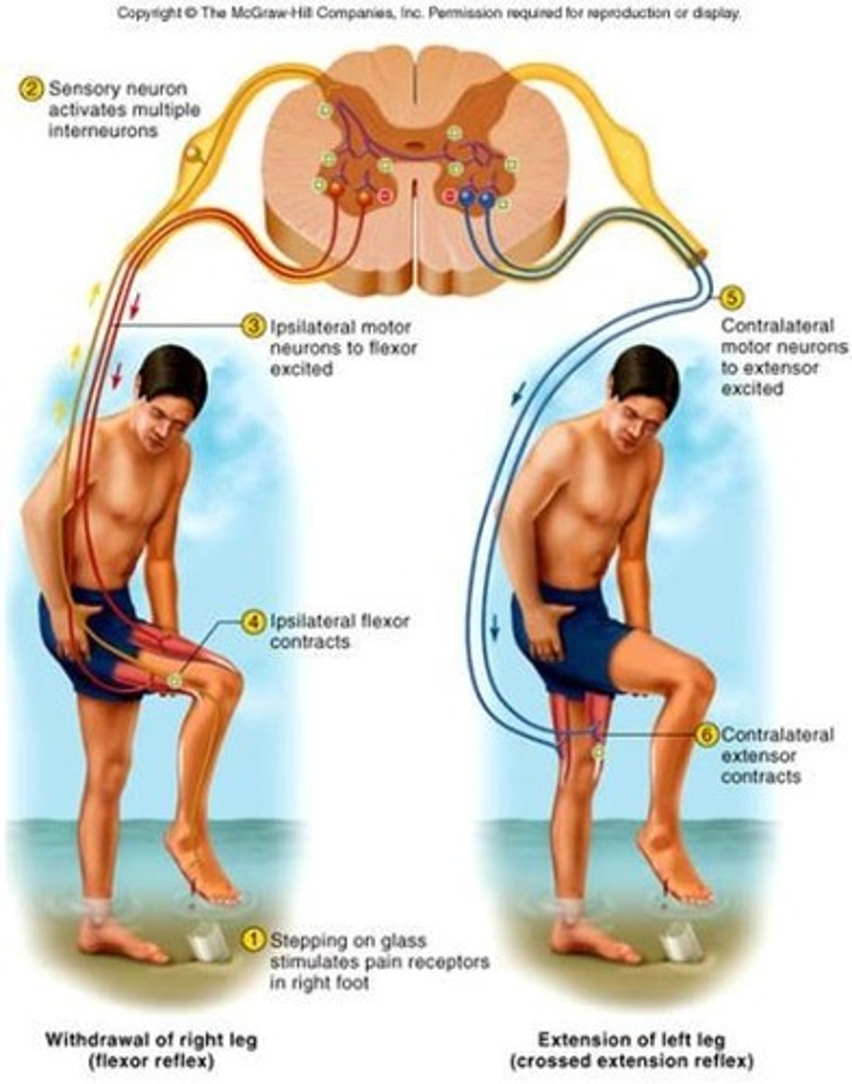 <p>involuntary contraction of muscle or glandular secretion occurring via a reflex arc</p>