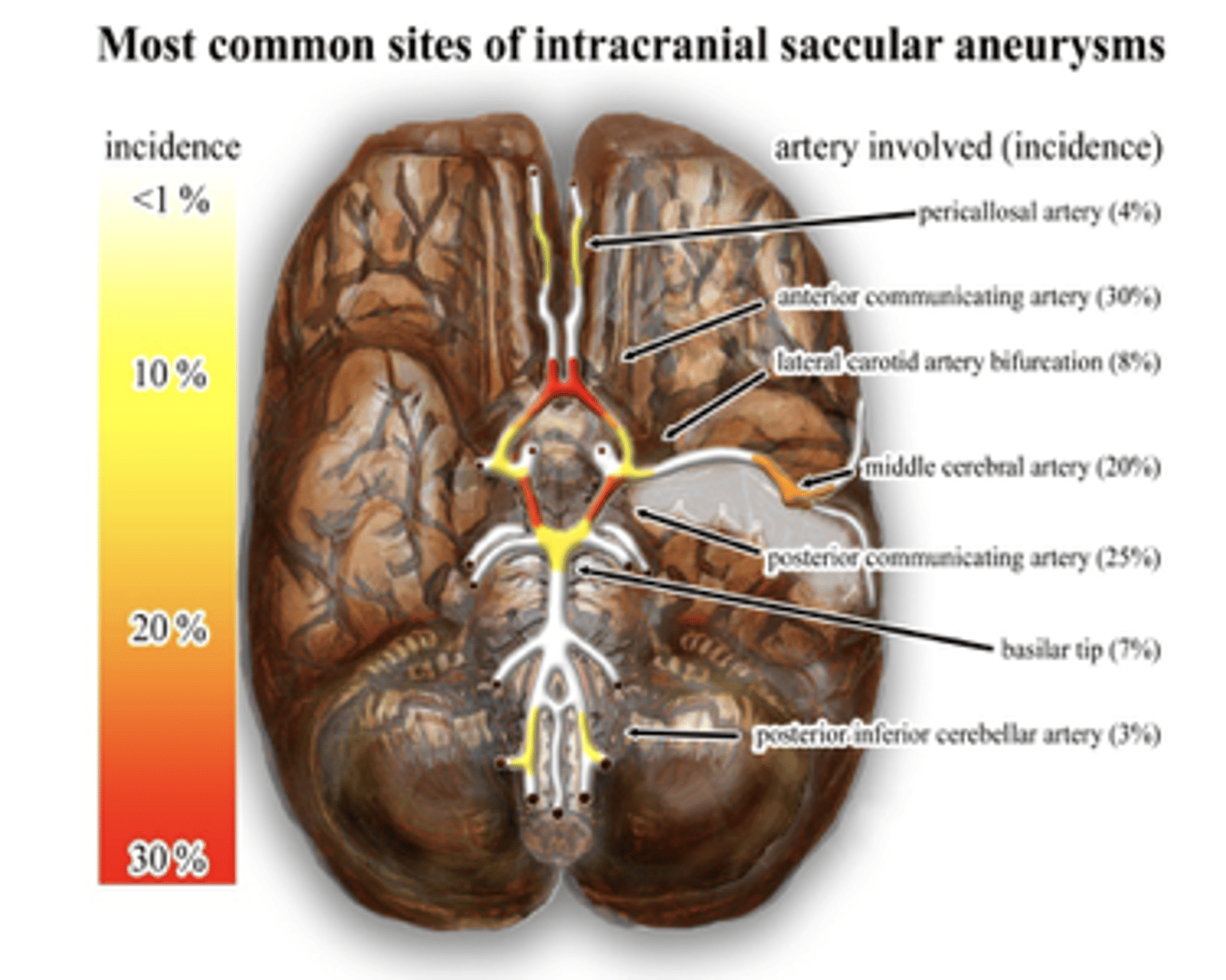 <p>-Communicating branches with main cerebral artery<br><br>-Anterior communicating branch (Most common)</p>