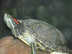 <p>Davis, Washington, Salt Lake, &amp; Utah Co. • 15-20cm CL • Red blotches behind eyes • Introduced - often released pets</p>