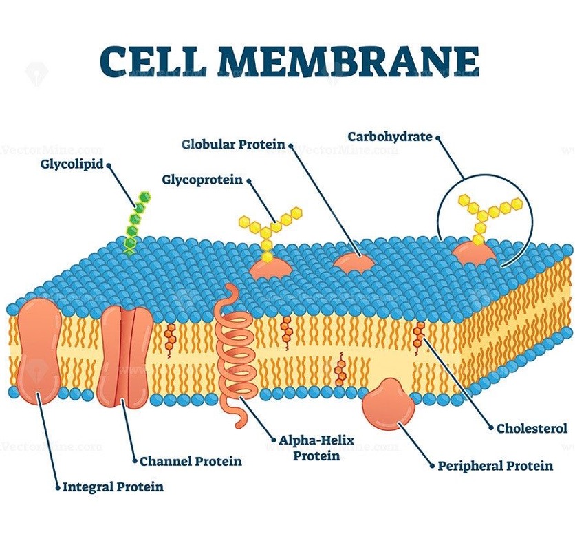 <p>Separates the interior of the cell from the outside environment. </p><p>found in prokaryotes and eukaryotes. </p><p>allows nutrients to enter the cell and waste the exit selectively. </p><p>has receptors that can communicate between other cells.</p>