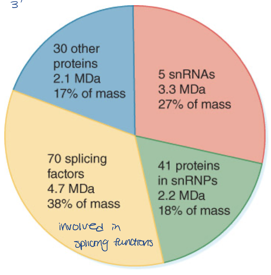 <ul><li><p>approximately 12 megadaltons (MDa)</p></li><li><p>complex of RNA and proteins</p></li><li><p>five snRNPs account for almost half of mass</p></li><li><p>remaining proteins include known splicing factors and proteins involved in other stages of gene expression</p></li></ul>