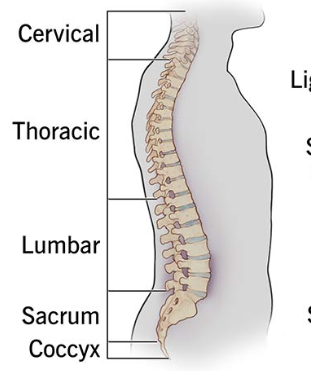 <ol><li><p>Cervical (7)</p></li><li><p>Thoracic (12)</p></li><li><p>Lumbar (5)</p></li><li><p>Sacrum (5)</p></li><li><p>Coccyx (4)</p></li></ol><p>Call the lawyer Steve Cox @ 7-12-5-5-4 0</p>