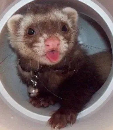 <p>Ferret</p>