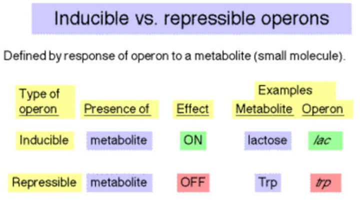 <p>usually off, but can be stimulated (induced) when a specific small molecule interacts with a regulatory protein (example lac operon)</p>