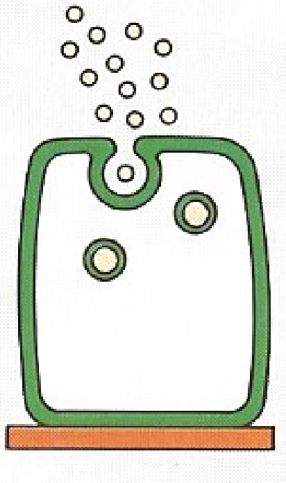 <ul><li><p>simplest form of exocytosis; vesicle dumps contents into lumen</p></li><li><p>sweat glands, salivary glands, pancreas</p></li></ul><p></p>