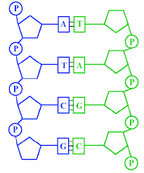 <p>The structural framework of nucleic acids, formed from sugar and phosphate groups.</p>