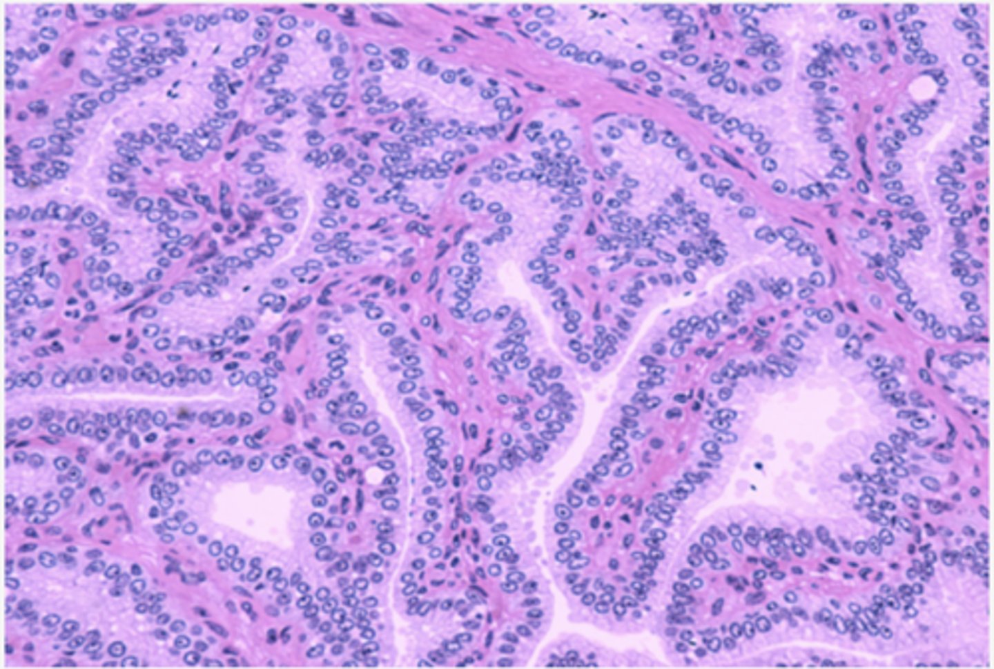 <p>Identify the organ </p>