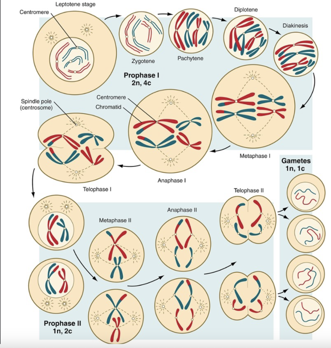 * Is important in compaction of the chromosomes, necessary for mitotic and meiotic division