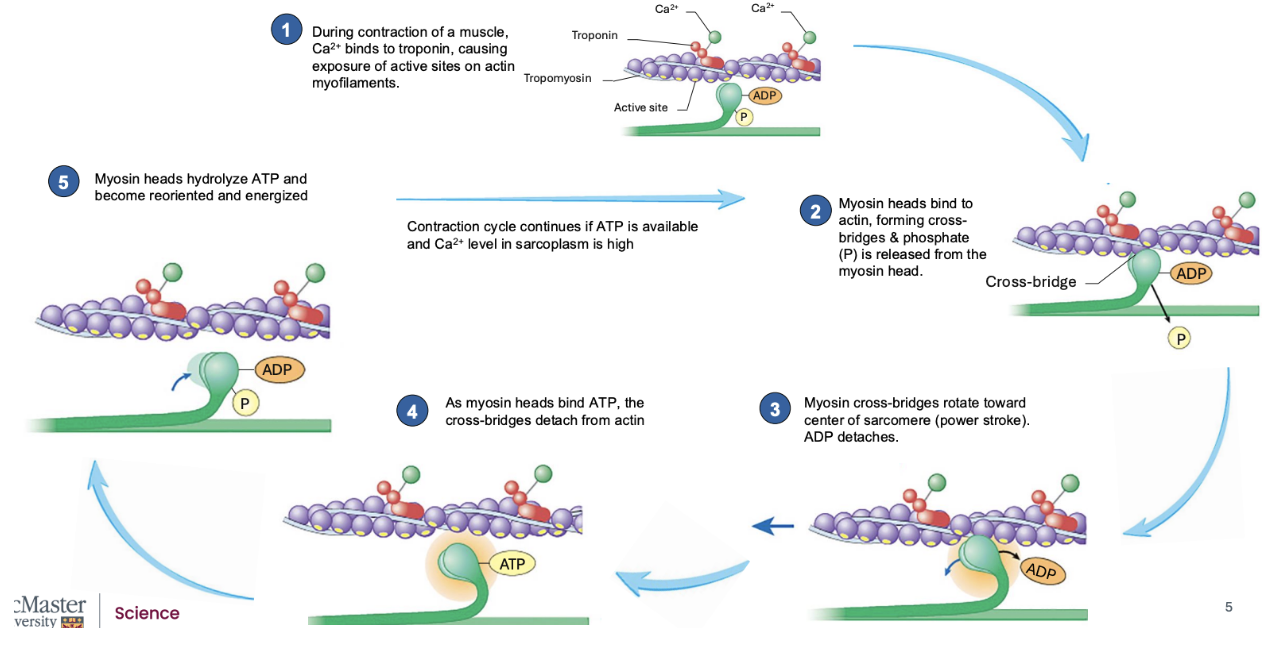 <ol><li><p><span style="background-color: transparent;"><span>Ca2+ released from SR ⇒ induces contractions of a muscle </span></span></p><ol><li><p><span style="background-color: transparent;"><span>Ca2+ binds to </span><u><span>troponin</span></u><span> → changes shape of troponin → moves tropomyosin off active site on actin → exposes active site to myosin → myosin attaches onto actin </span></span></p><ol><li><p><span style="background-color: transparent;"><span>Troponin is held over active sites on actin myofilaments</span></span></p></li><li><p><span style="background-color: transparent;"><span>When Ca2+ binds to tropin </span></span></p></li></ol></li><li><p><span style="background-color: transparent;"><span>Active myosin heads (w </span><em><span>stored energy (from breakdown of ATP)</span></em><span> in upright position) </span></span></p><ol><li><p><span style="background-color: transparent;"><span>Has </span><u><span>myosin ATPase</span></u><span>: hydrolyzes ATP to form </span><em><span>ADP</span></em><span> + </span><em><span>inorganic Ⓟ </span></em><span>(gets bound to myosin heads) </span></span></p></li></ol></li></ol></li></ol><ol start="2"><li><p><span style="background-color: transparent;"><span>Myosin heads bind to actin, forming cross-bridges and Ⓟ is released from the myosin head, but ADP is still bound to the head of myosin myofilament </span></span></p></li></ol><ul><li><p><span style="background-color: transparent;"><span>After formation ⇒ energy in head is used to create “</span><u><span>power stroke</span></u><span>”: when myosin head moves towards M-line ⇒ ∴ pulls the actin myofilament too </span></span></p><ul><li><p><span style="background-color: transparent;"><span>∴ ADP is released </span></span><br></p></li></ul></li></ul><p><span style="background-color: transparent; color: rgb(255, 215, 46);"><em><span>If NO ATP ⇒ </span><u><span>rigor mortis</span></u><span>: when myosin heads cant detach from actin</span></em></span></p><ul><li><p><span style="background-color: transparent; color: rgb(255, 232, 30);"><em><span>⤷ occurs in dead people bc their muslces will release a lot of Ca2+ ⇒ myosin binds to actin ⇒ but theyre dead so no ATP ⇒ ∴ no ATP to bind onto myosin head and cannot detect from actin</span></em><span> </span></span></p></li></ul><ol start="3"><li><p><span style="background-color: transparent;"><span>Myosin cross-bridges rotate towards center of sarcomere (power stroke) and ADP detaches </span></span></p><ol><li><p><span style="background-color: transparent;"><span>Results in myosin head still bound onto myosin myofilament ⇒ to release myosin (needs ATP) </span></span></p></li></ol></li></ol><ol start="4"><li><p><span style="background-color: transparent;"><span>As myosin heads bind ATP ⇒ the cross-bridge detacts from actin </span></span></p></li><li><p><span style="background-color: transparent;"><span>The ATPase on myosin head hydrolyzes ATP to reform ADP + inorganic Ⓟ ⇒ reoriented and energized </span></span></p></li><li><p><span style="background-color: transparent;"><span>Gets ready to bind again to actin, but now, will bind to region of actin thats closer to Z-disks bc we’ve pulled it towards M-line & we want to grab it even closer to the Z-disks</span></span></p></li></ol><p></p>