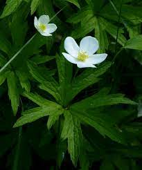 Canada anemone
