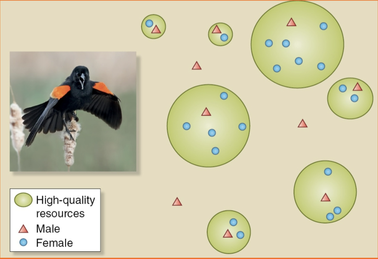 <p>Males guard territory with key resources that attract females (common in birds).</p>