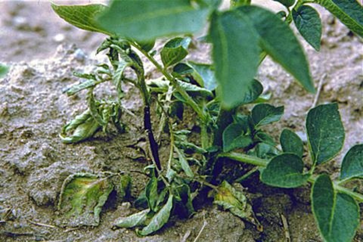 <p>Caused by Pectobacterium spp in potatoes.</p>