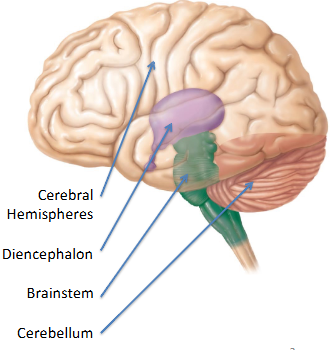 <ul><li><p>R/L Cerebral Hemispheres (Cerebrum)</p></li><li><p>Diencephalon</p></li><li><p>Brainstem</p></li><li><p>Cerebellum </p></li></ul><p></p>