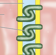 <p>Tight Junction</p>