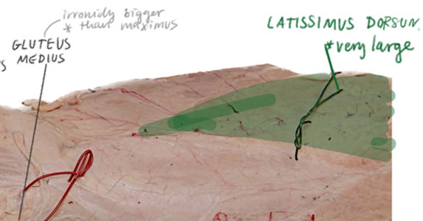 <p>Flap in front of ribs</p><p>On back</p><p>Superficial</p>