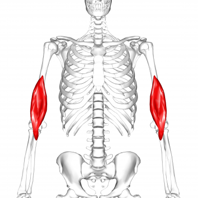 <p>What muscle is highlighted?</p>