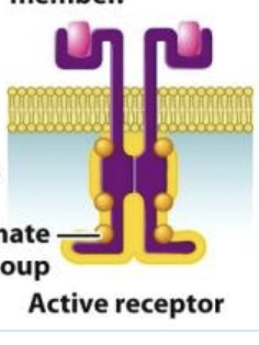 <p>each member of the receptor pair attaches phosphate groups to the other member</p>
