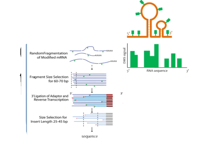 <p>RNA secondary structure assay. DMS is used to modify A and C in ssRNA. The modified RNA is randomly fragmented and fragments are the selected for a certain size (ideally there should only be 1-2 modified As or Cs on the fragments, usually 60-70 bp). A 3’ ligation adapter is attached so that a primer may be attached and reverse transcription can occur. During reverse transcription, DNA is synthesized up to the point of the modified A or C on the sequence. Size select again for a smaller size of fragment (a size ideal for sequencing). The strand is then sequenced. Reveals areas that are single-stranded vs double stranded on a RNA.</p>