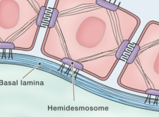 <p>Cell Junctions: <strong>Hemidesmosome</strong></p>