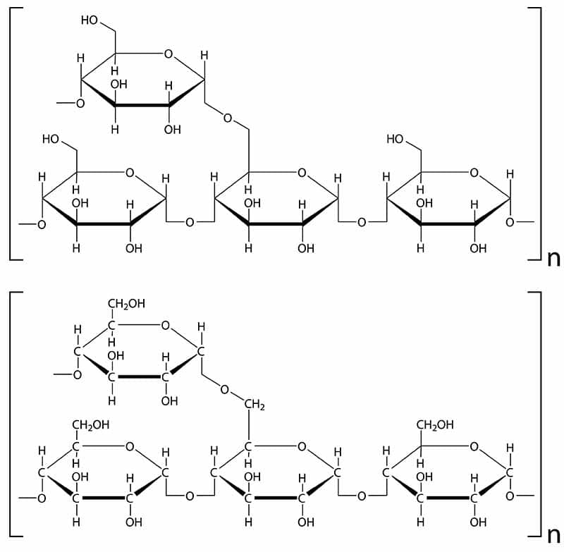 <p>Polyosides ou Polysaccharides complexes: Le glycogène</p>