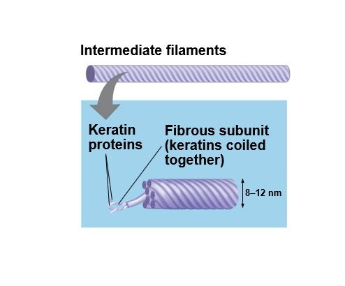<p>Intermediate filaments (keratin fibers)</p>