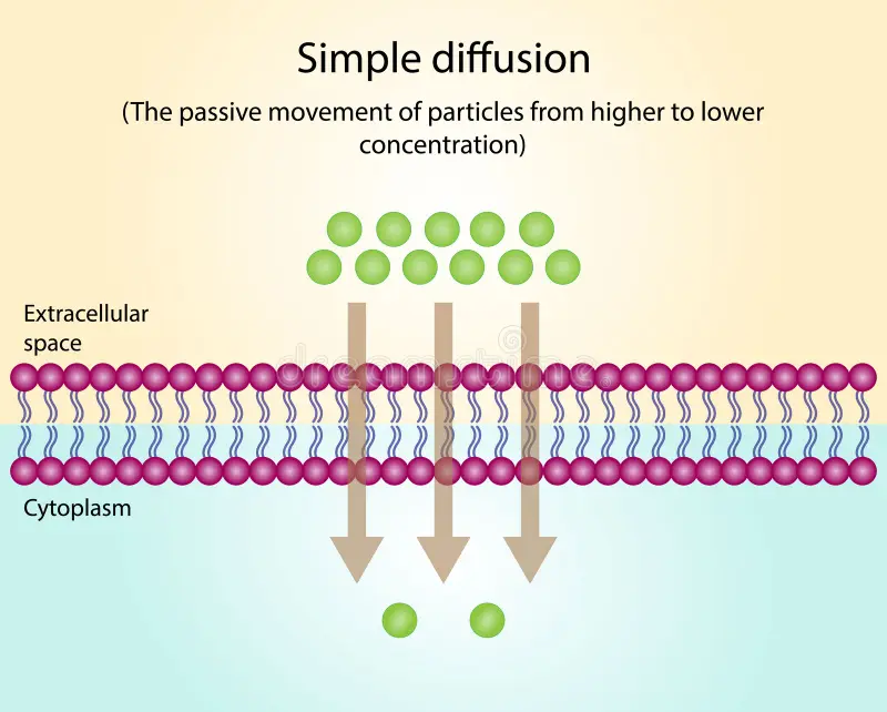 <p>A type of passive transport that allows some (determined by size, charge, and polarity) particles to cross the phospholipid bilayer.</p>