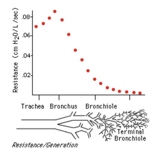 <ul><li><p>air flows through the respiratory passageways <strong>easily</strong></p></li><li><p>as little as 1 cmH2O pressure gradient is<strong> sufficient</strong> for eupnea</p></li></ul><p></p>