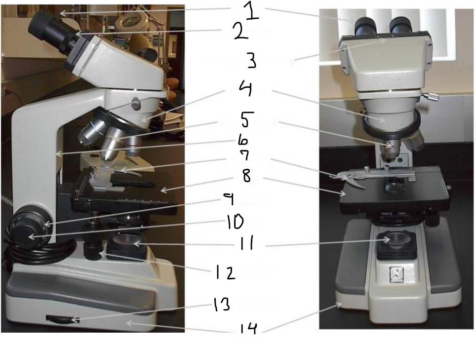 <p>Nosepiece; Where the various objective lenses are screwed in</p>