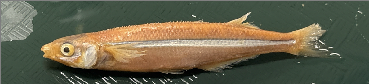 <p>Topsmelt <strong>Species</strong></p>