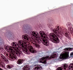 <p>Simple columnar epithelium function</p>