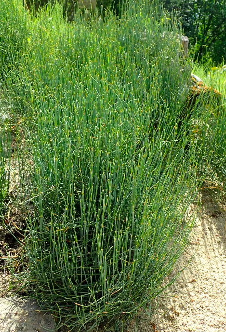 <ul><li><p>35-45 species</p></li><li><p>semi-arid habitats</p></li><li><p>scale-like leaves</p></li><li><p>photosynthetic ridged stems </p></li></ul><p></p>