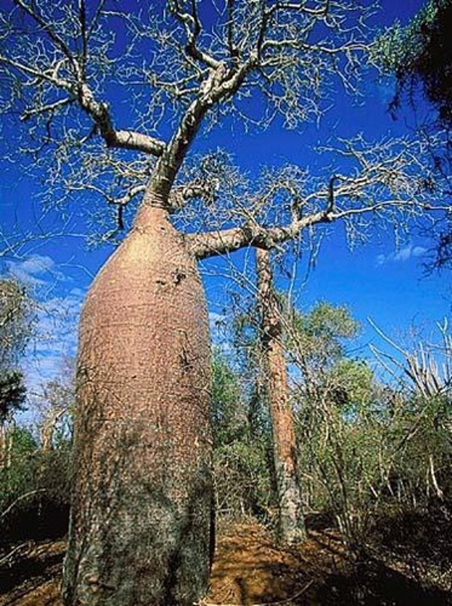 <p>Baobab trees.</p>