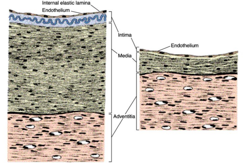 <p>Kokie yra arteriju ir venu sienu skirtumai?</p>