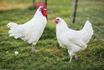 <ul><li><p>fed a special diet </p></li><li><p>costly</p></li><li><p>superb meat taste </p></li><li><p>culled at 16-20 weeks, dressed at 5-7 lbs </p></li><li><p>slower growers </p></li><li><p>250 large golden brown eggs per year</p></li></ul><p></p><p></p>
