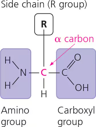 <p>contain central carbon bonded to carboxyl group at one end, an amino group at the other end, an H atom, and an R group</p>