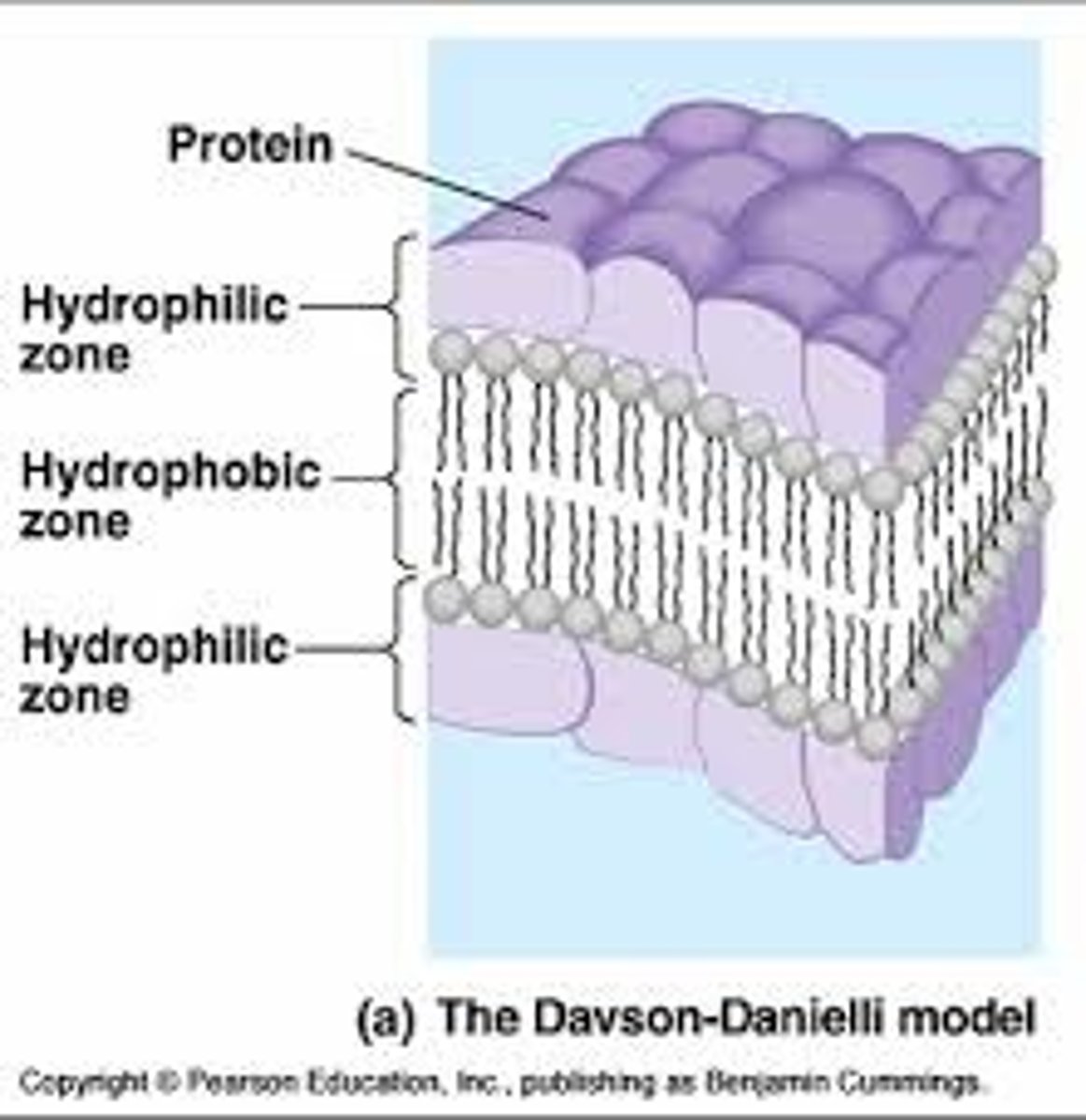 <p>The original model proposed by Davson-Danielli, the sandwich model, claimed that proteins weren't embedded in the phospholipid bilayer, but instead were on the surface, like a sandwich. The Fluid-Mosaic model superseded it.</p>