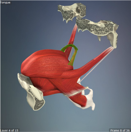 <p>Origin: Palatine Aponeurosis </p><p>Insertion: Sides of Tongue </p><p>Action: Pulls soft palate toward tongue, elevates back of tongue </p>