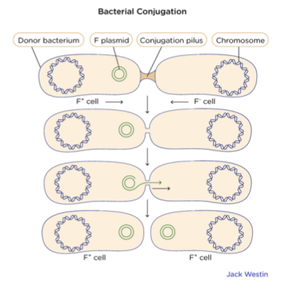 Transfer of DNA requiring cell-to-cell contact

first shown in 1946 by Joshua Lederberg, Ester Lederberg, and Ed Tatum

Plasmid is what’s being transferred 