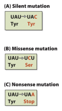 <ul><li><p><strong>Silent mutatio</strong>ns→ change nu without changeing AA sequence</p></li><li><p><strong>Missense mutations→</strong> change in protein-coding region that lead to change in AA</p><ul><li><p>EX; sickle cell anemia At→ TA</p></li></ul></li><li><p><strong>Nonsens</strong>e→ nu sub that leads to stop codon (premature termination of protein synthesis</p></li></ul><p>-know the picture adn what final pattern looks like</p><p></p>