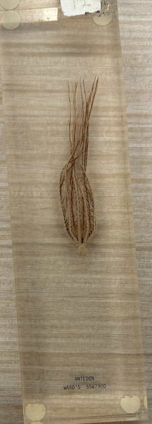 <p>Phylum, class, food getting</p>