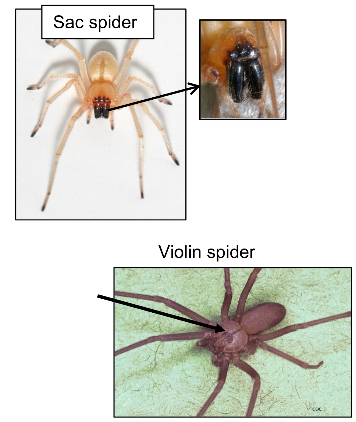<p>What is the venom called in sac spiders and violin spiders</p>