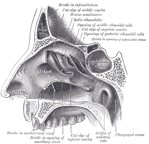 <p>Sinus sphenoidalis është një hapësirë e pneumatizuar në trupin e ashtit sfenoidal që drenohet në recessus sphenoethmoidalis në cavum nasi.</p>