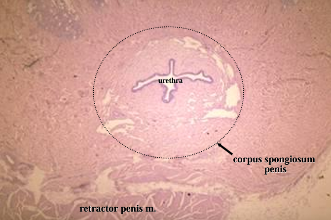 <p>Canine penis. </p><p>The penile urethra, surrounded by the corpus spongiosum penis, and the retractor penis muscle (bottom of screen) are shown</p>
